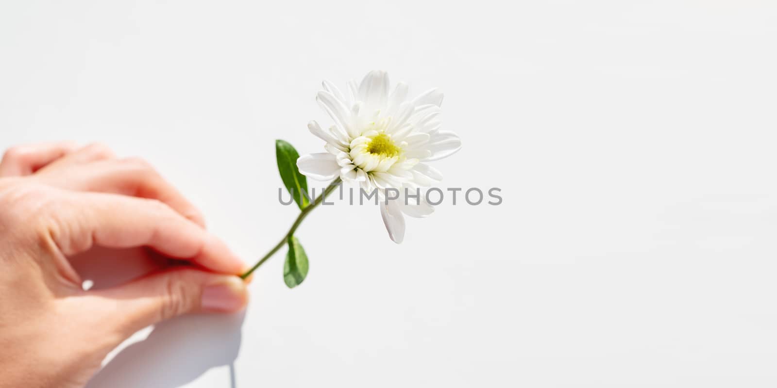 Top view on hand with chrysanthemum flower. Flat lay background with copy space.