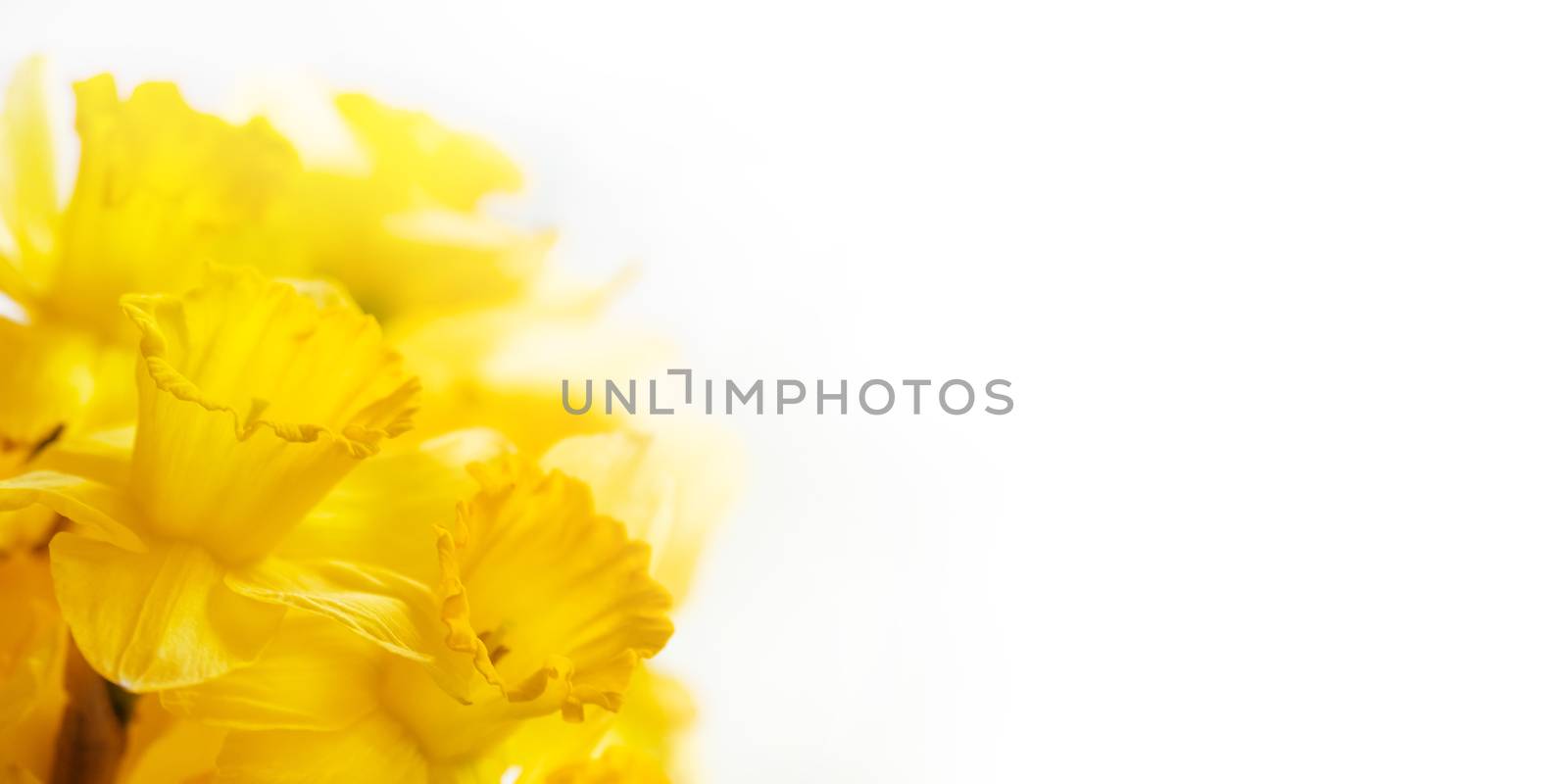 Bouquet of Narcissus or daffodils. Bright yellow flowers on white background. Banner with copy space.