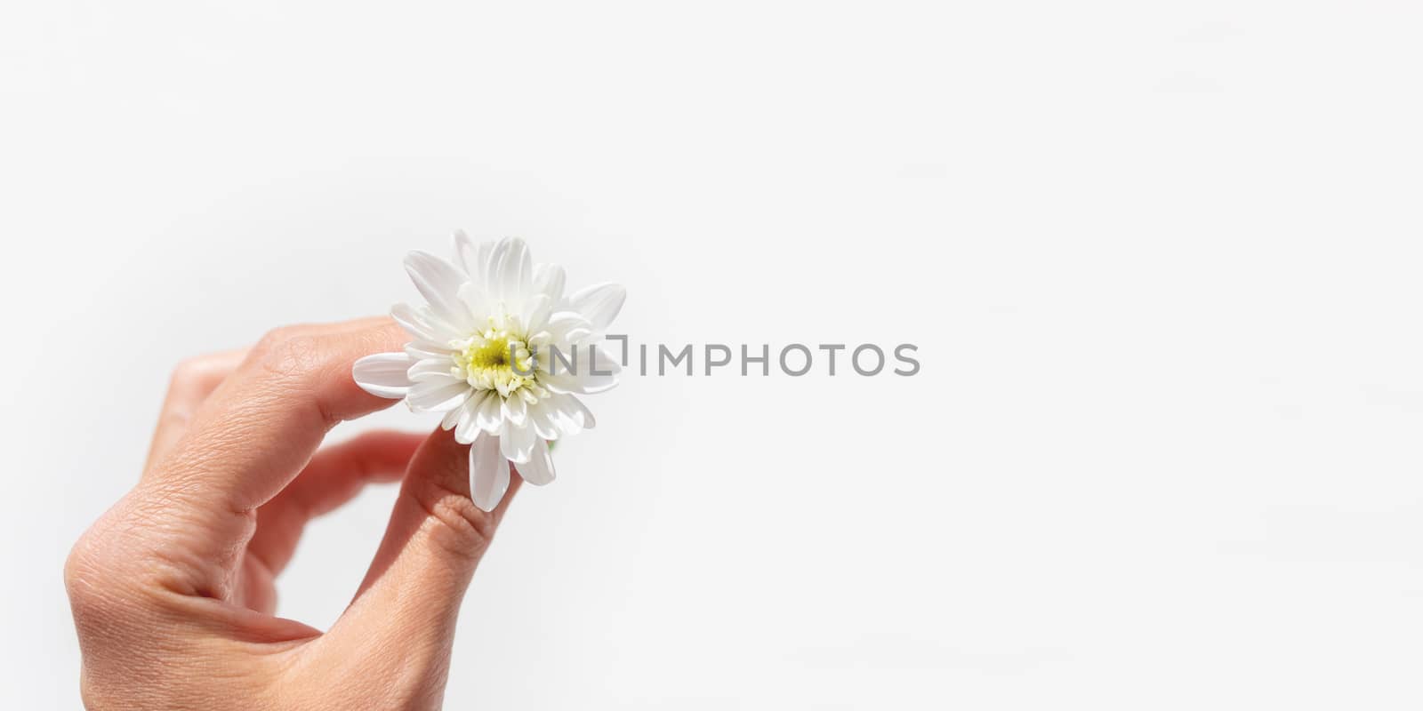 Top view on hand with chrysanthemum flower. Flat lay background with copy space.