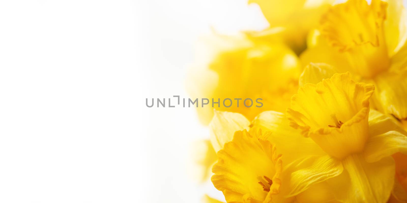 Bouquet of Narcissus or daffodils. Bright yellow flowers on white background. Banner with copy space. by aksenovko