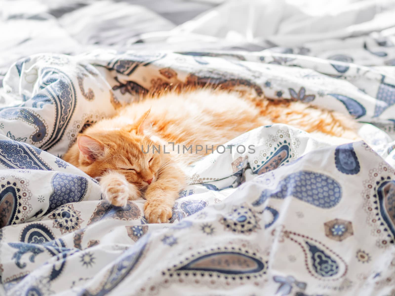 Cute ginger cat sleeping in bed. Fluffy pet in cozy home background.