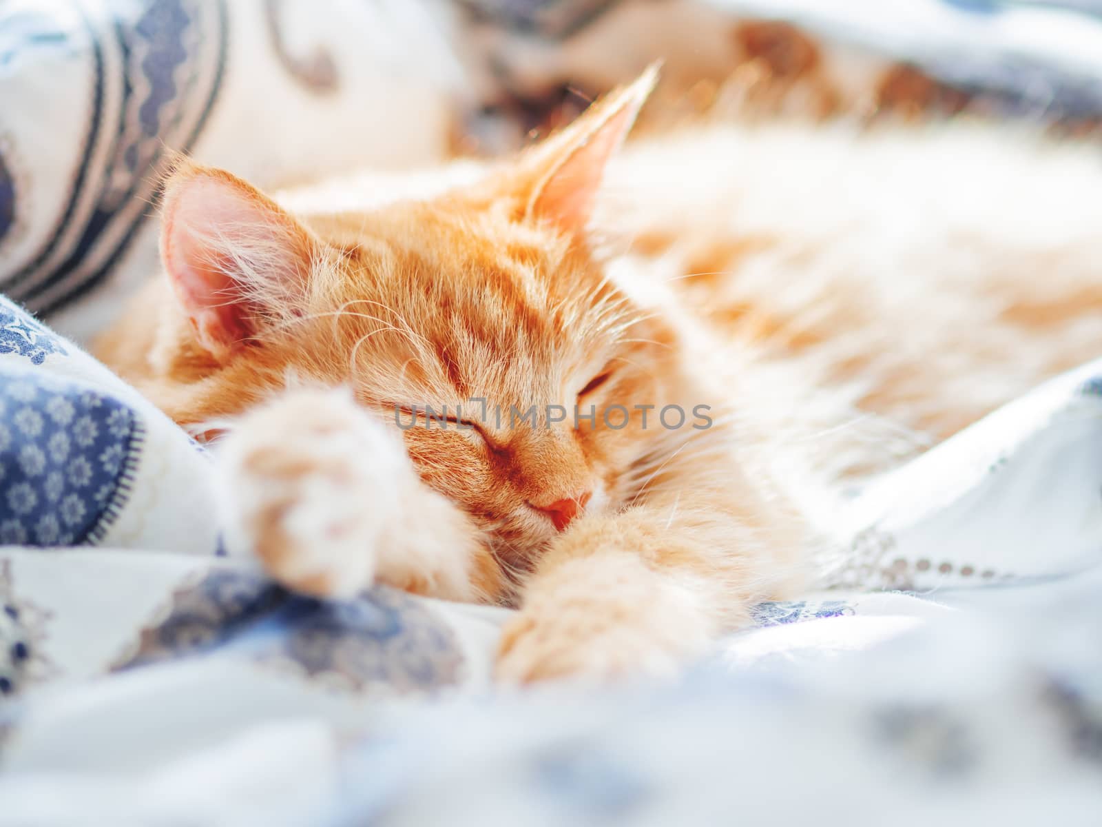 Cute ginger cat sleeping in bed. Fluffy pet in cozy home background.