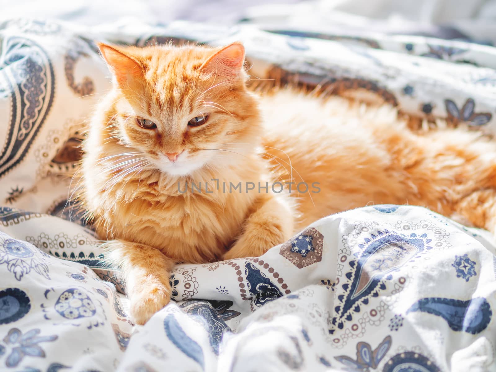 Cute ginger cat lying in bed. Fluffy pet looks curiously. Cozy home background.