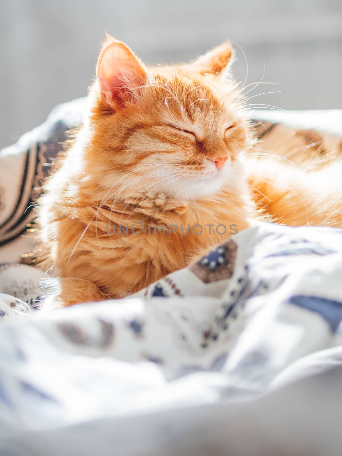 Cute ginger cat sleeping in bed. Fluffy pet in cozy home background.