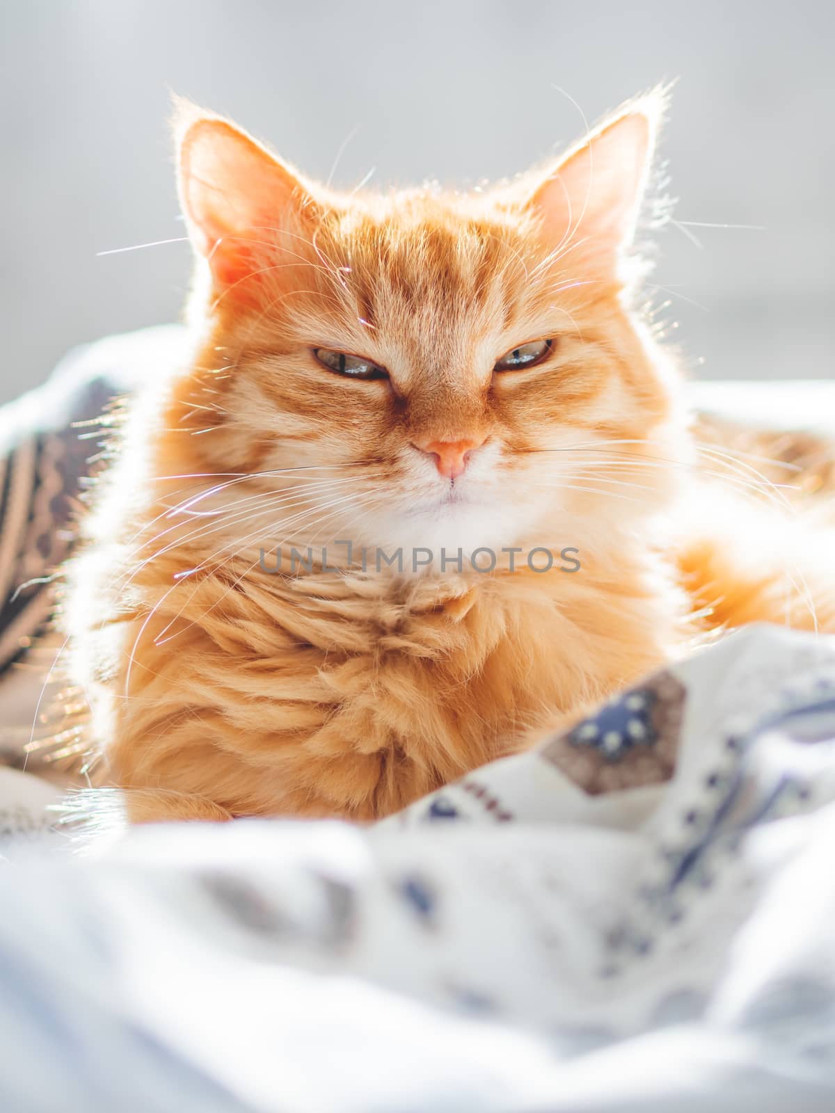 Cute ginger cat lying in bed. Fluffy pet looks curiously. Cozy home background.