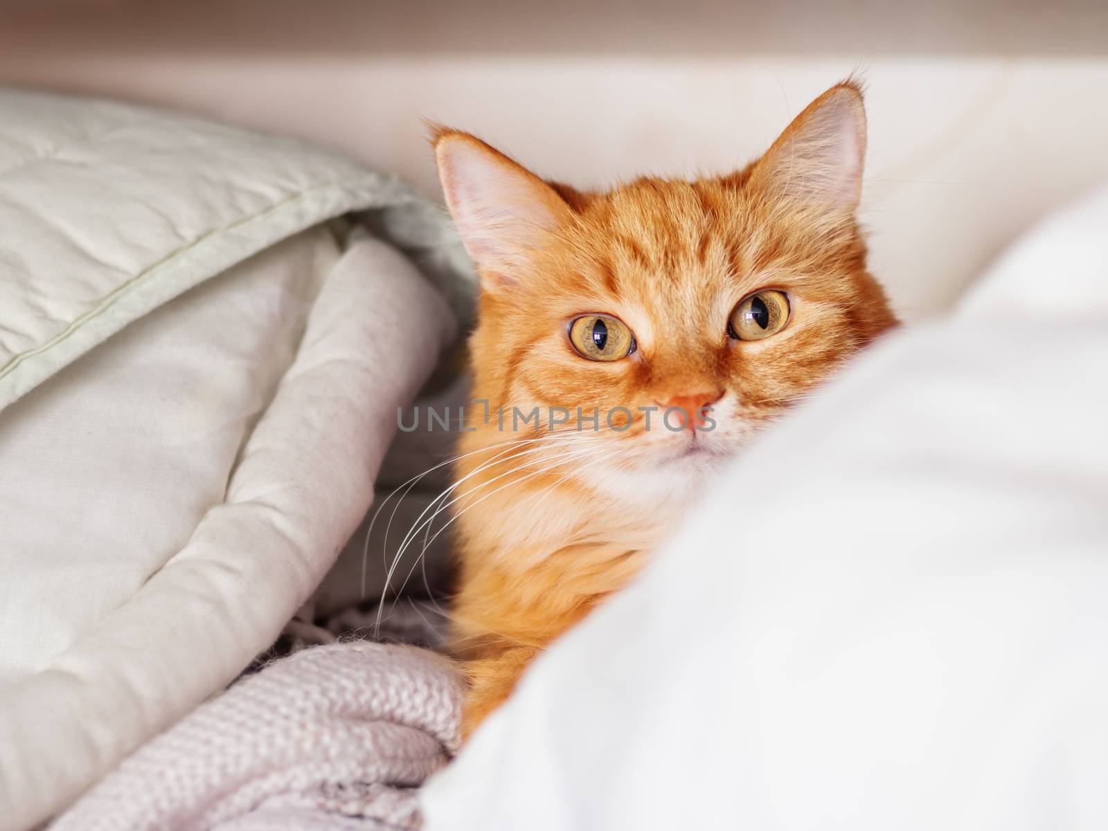 Cute ginger cat is lying on a pile of clothes. Fluffy pet is sleeping on shelf in wardrobe.