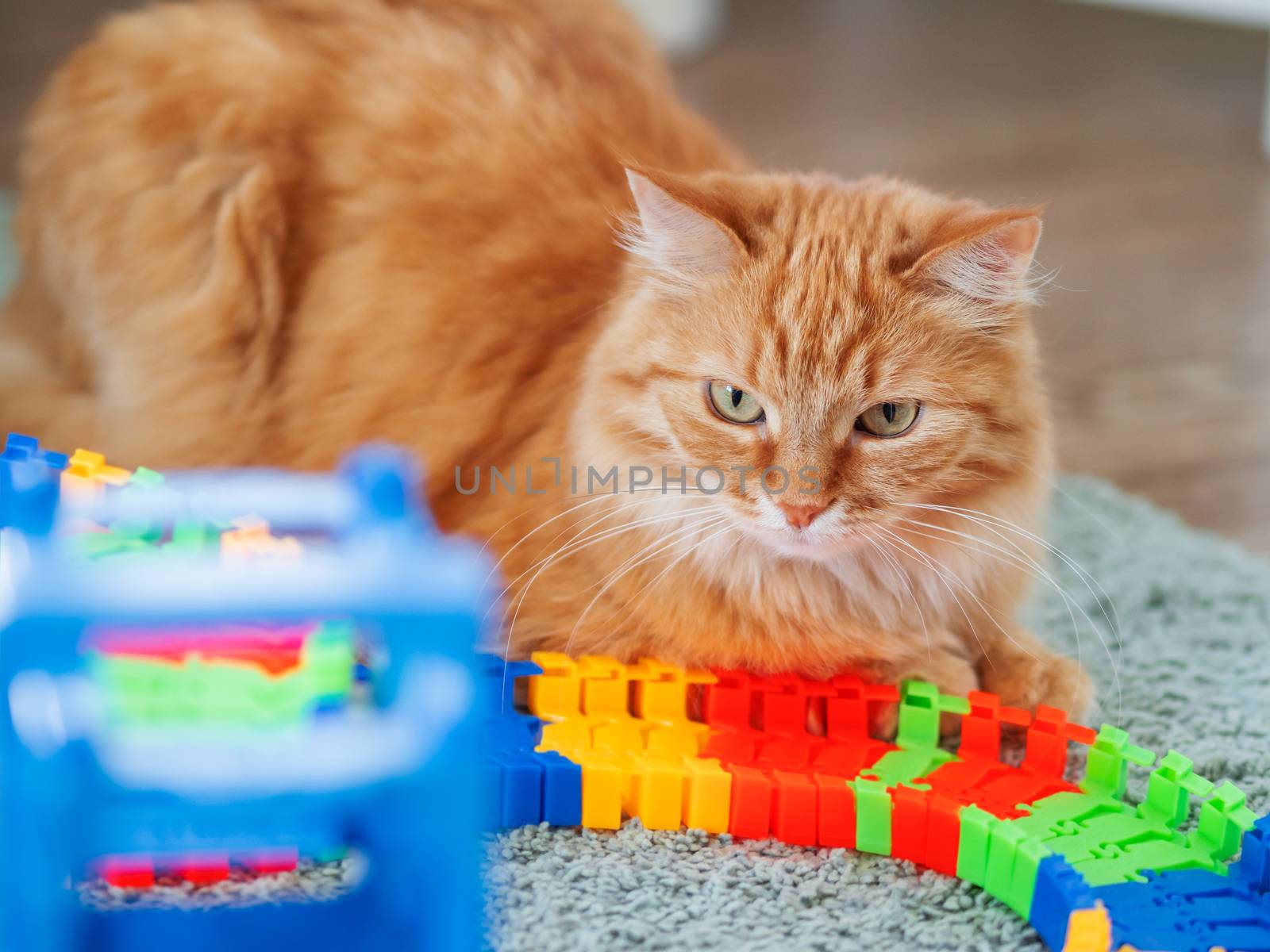 Cute ginger cat lying near toy car track. Fluffy pet in kid room. Cozy home.