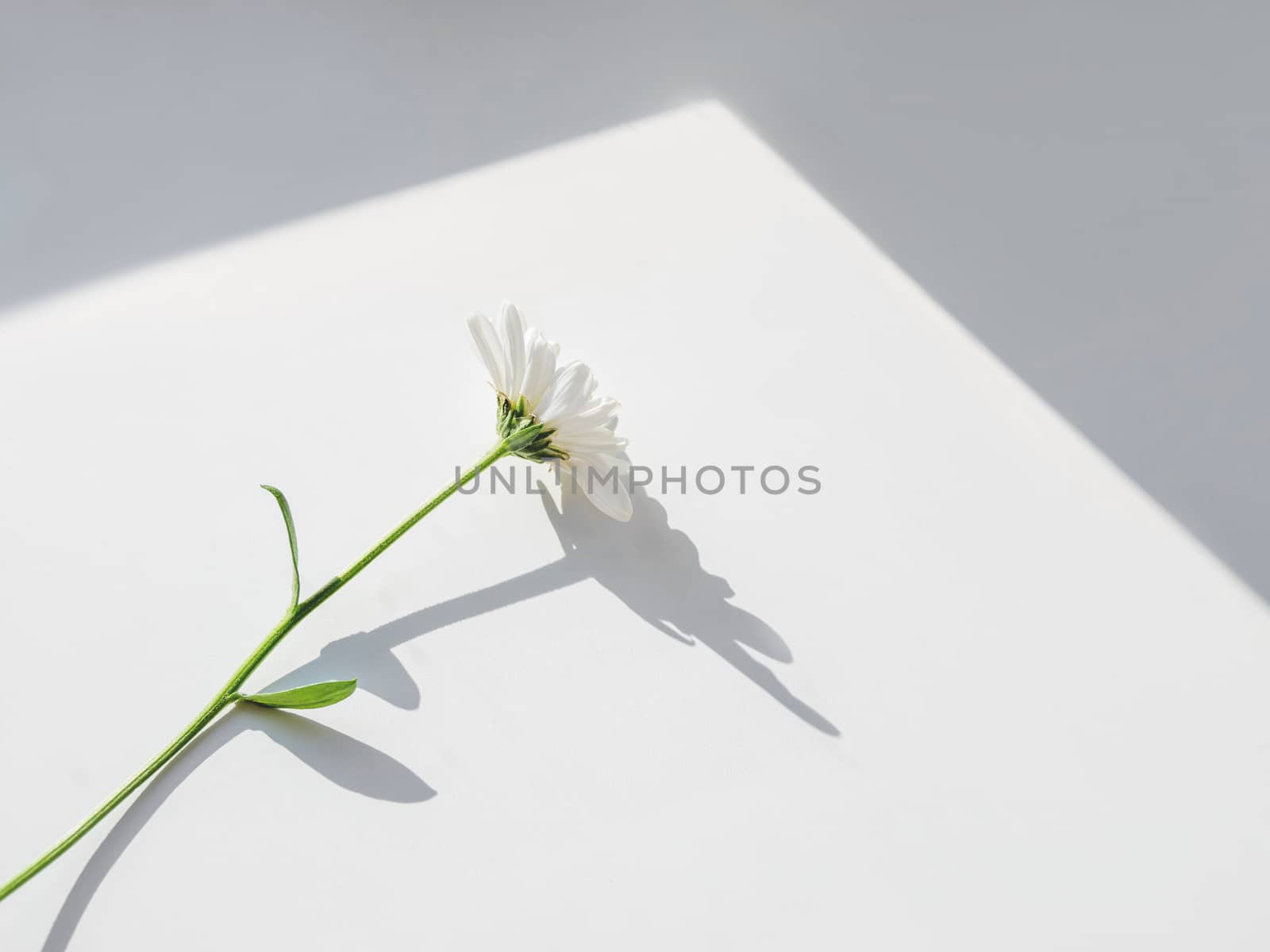 Top view on white chamomile flower. Sunlight and geometrical shadows. Symbol of fragility and lightness.