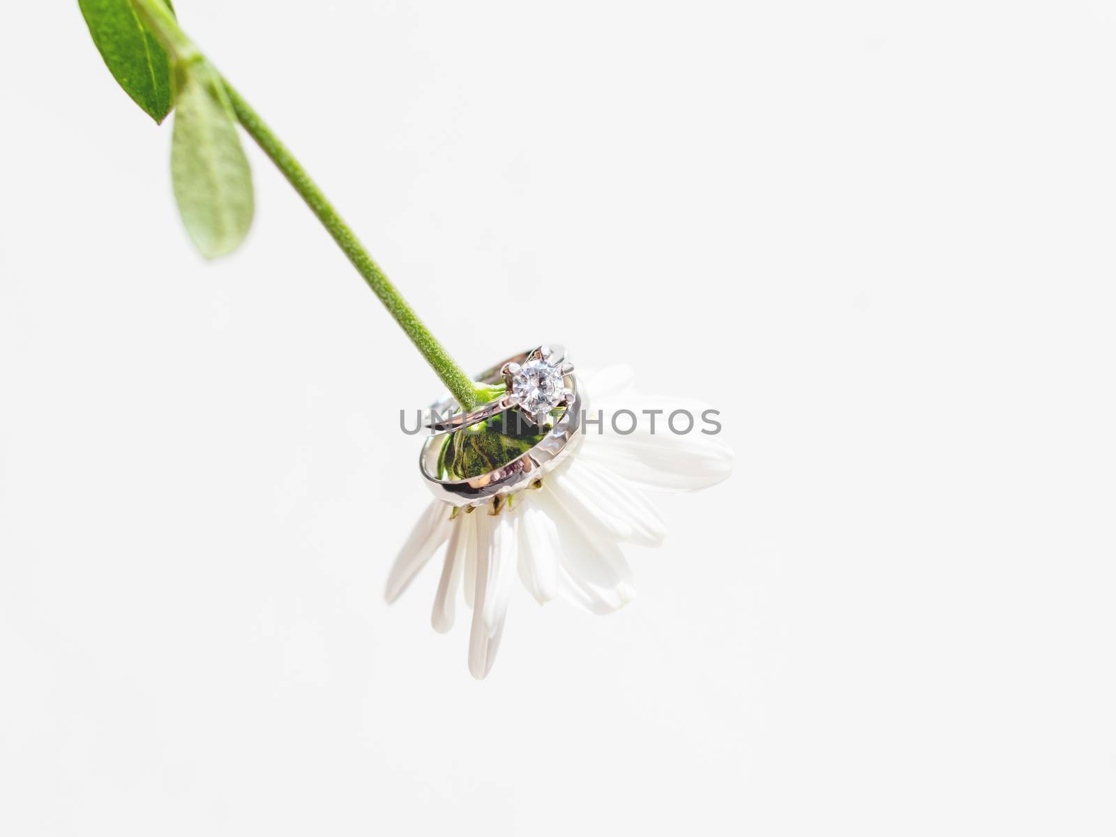 Pair of wedding and engagement rings with diamond on chamomile. Symbol of love and marriage on white flower.