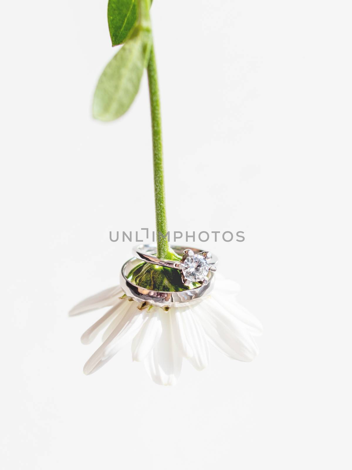 Pair of wedding and engagement rings with diamond on chamomile. Symbol of love and marriage on white flower.