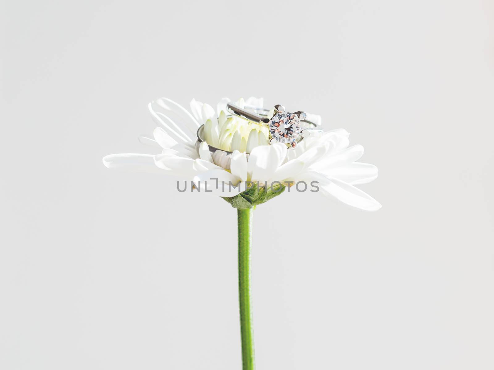 Pair of wedding and engagement rings with diamond on chamomile. Symbol of love and marriage on white flower.