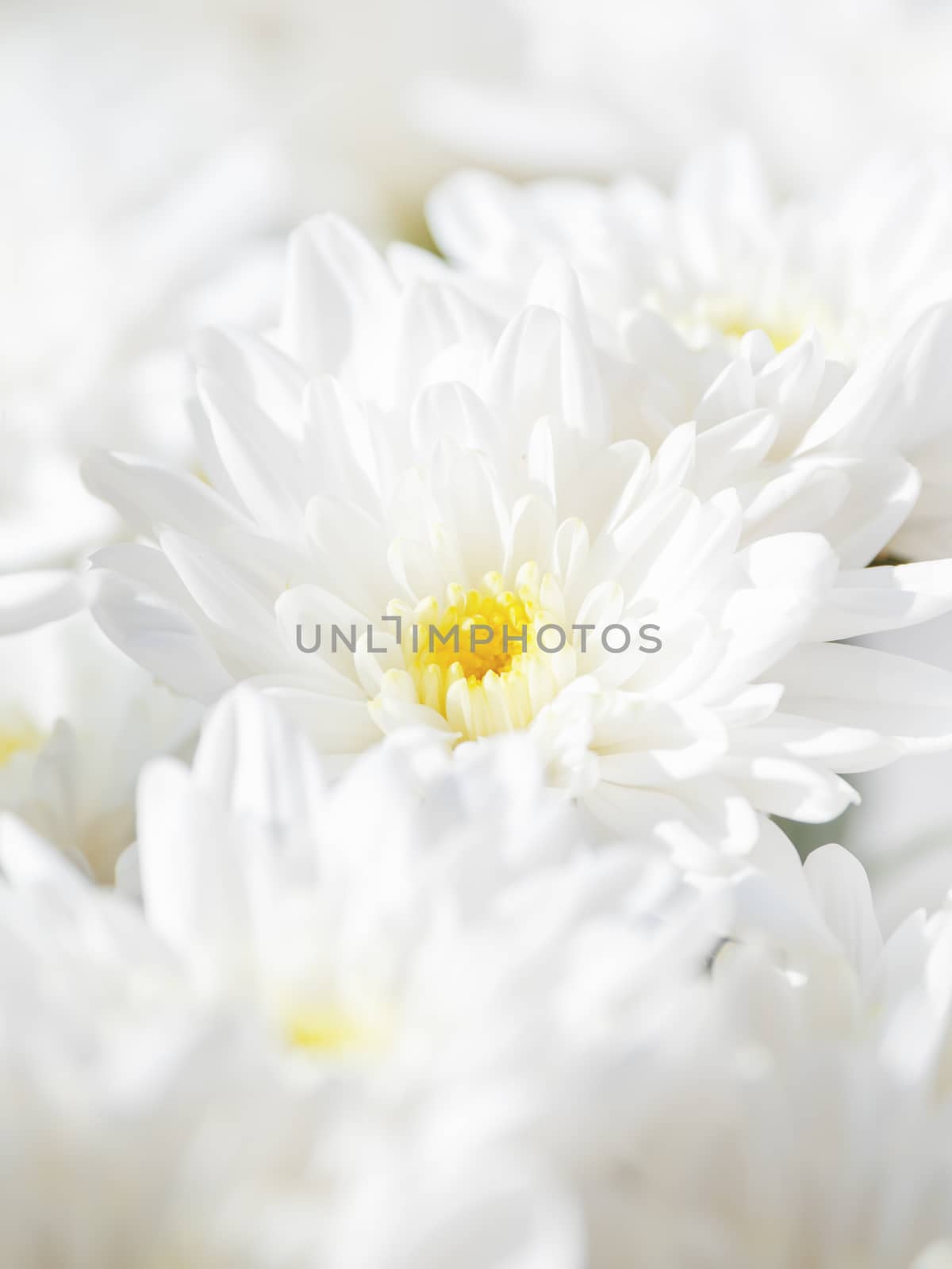 Bouquet of white chrysanthemum. Spring background with flowers.