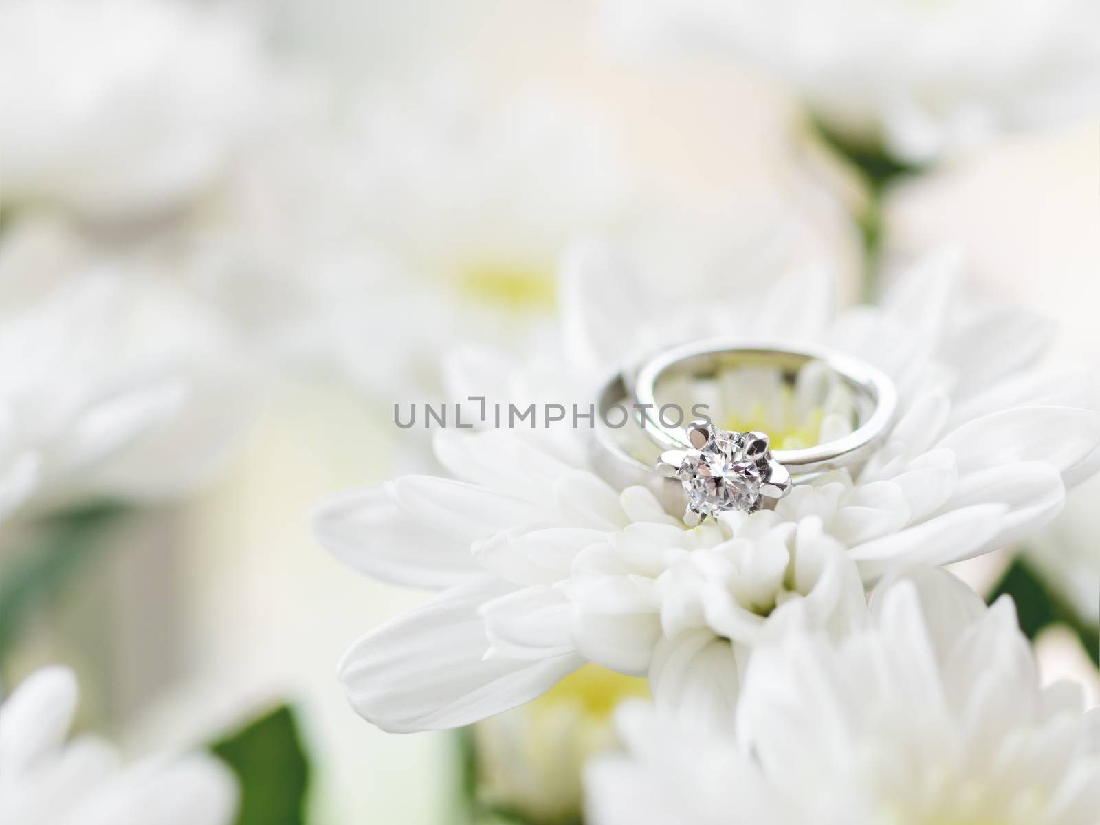 Wedding and engagement rings with diamond on white chrysanthemum flower. Symbol of love and marriage on white background.