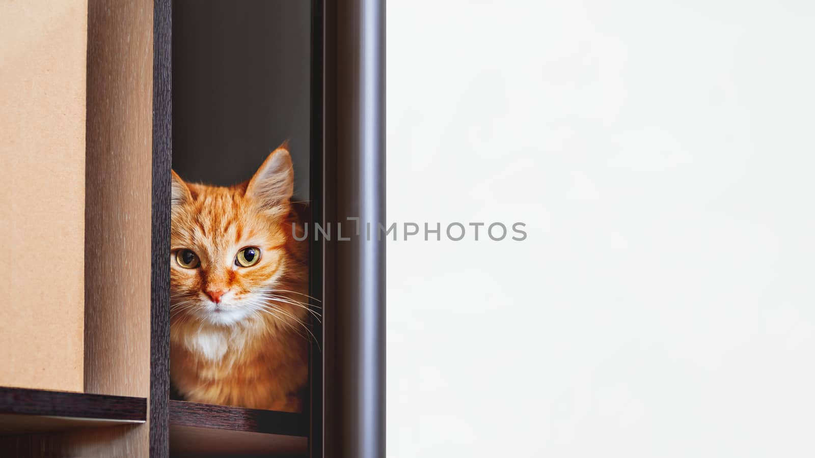 Cute ginger cat is hiding on shelf inside wardrobe. Fluffy pet is staring through half-open door. Curious domestic animal. Background with copy space.