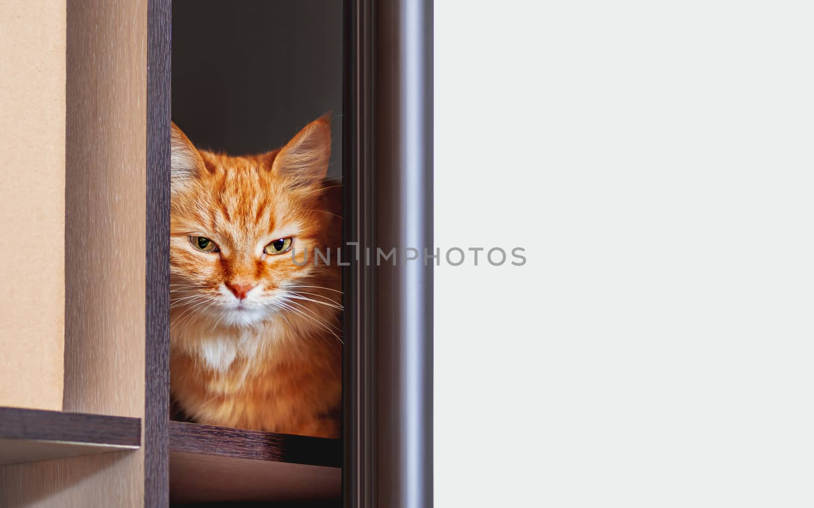 Cute ginger cat is hiding on shelf inside wardrobe. Fluffy pet is staring through half-open door. Curious domestic animal. Background with copy space.