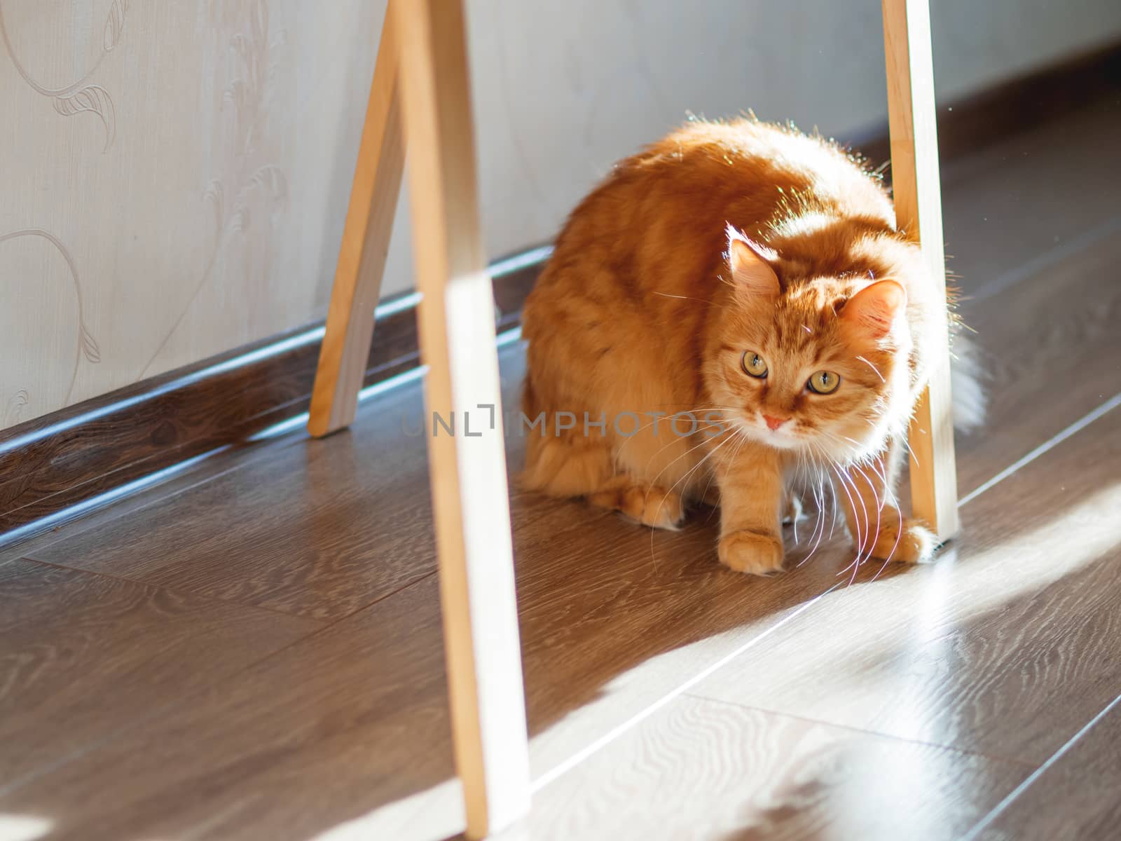 Cute ginger cat is hiding under easel with wooden legs. Fluffy pet is staring from floor. Scared and puzzled domestic animal.