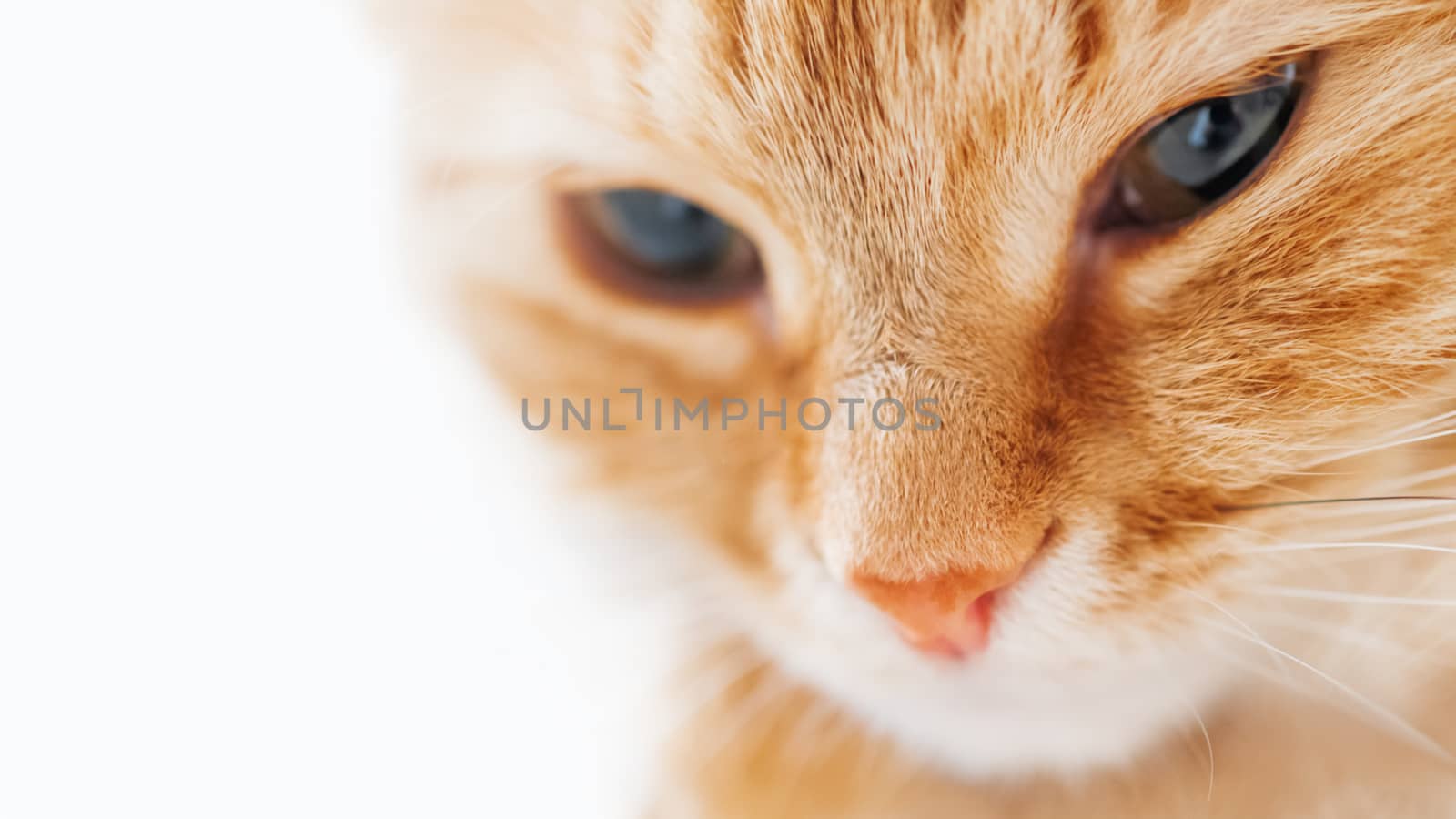 Cute ginger cat is dozing. Close up photo of fluffy pet face. Domestic animal staring in camera. Macro photo of cat's eyes. Banner with copy space.