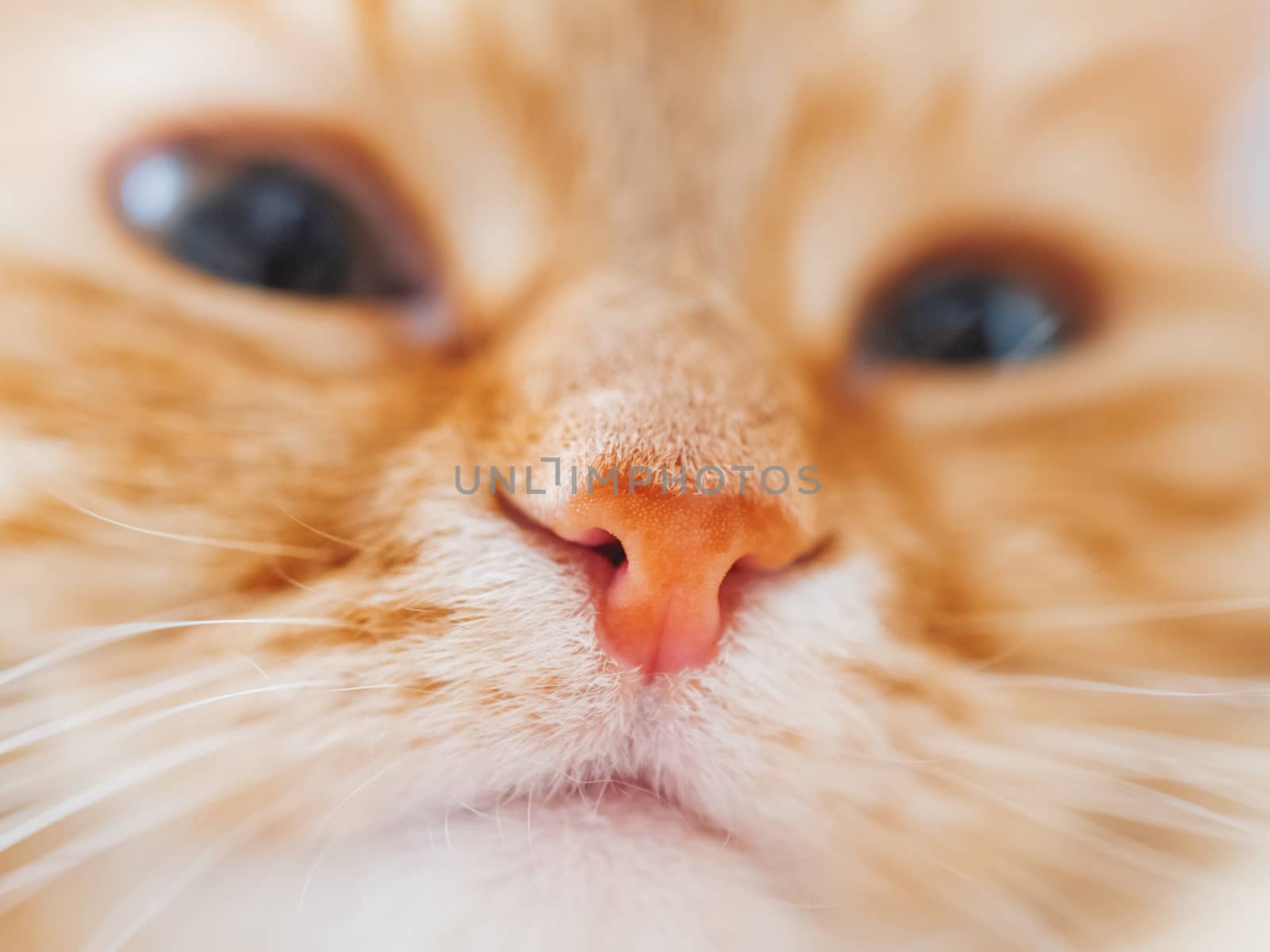 Cute ginger cat is dozing. Close up photo of fluffy pet face. Domestic animal is staring in camera. Macro photo of cat's nose.