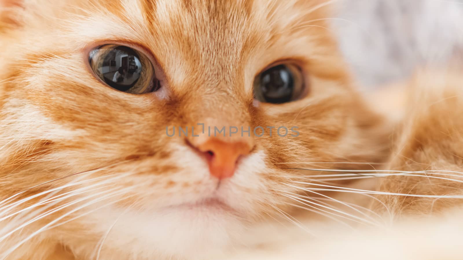 Cute ginger cat is dozing. Close up photo of fluffy pet face. Domestic animal is staring in camera. Macro photo of cat's eye and nose.