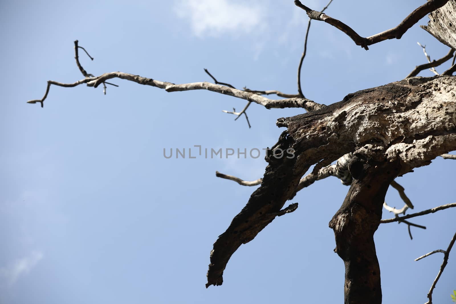 Dry Tree Trunk Texture