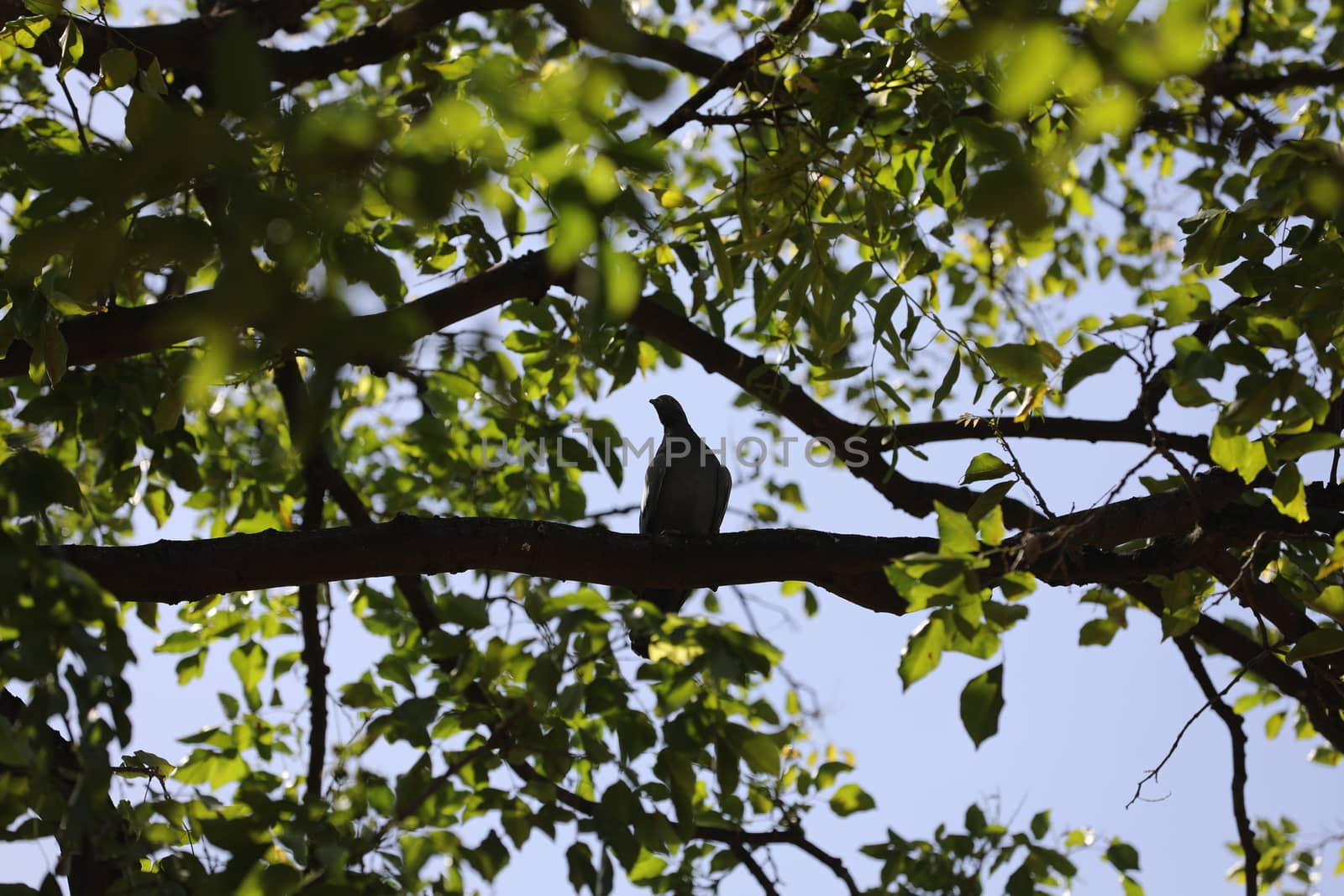 Bird on the tree in a Nature