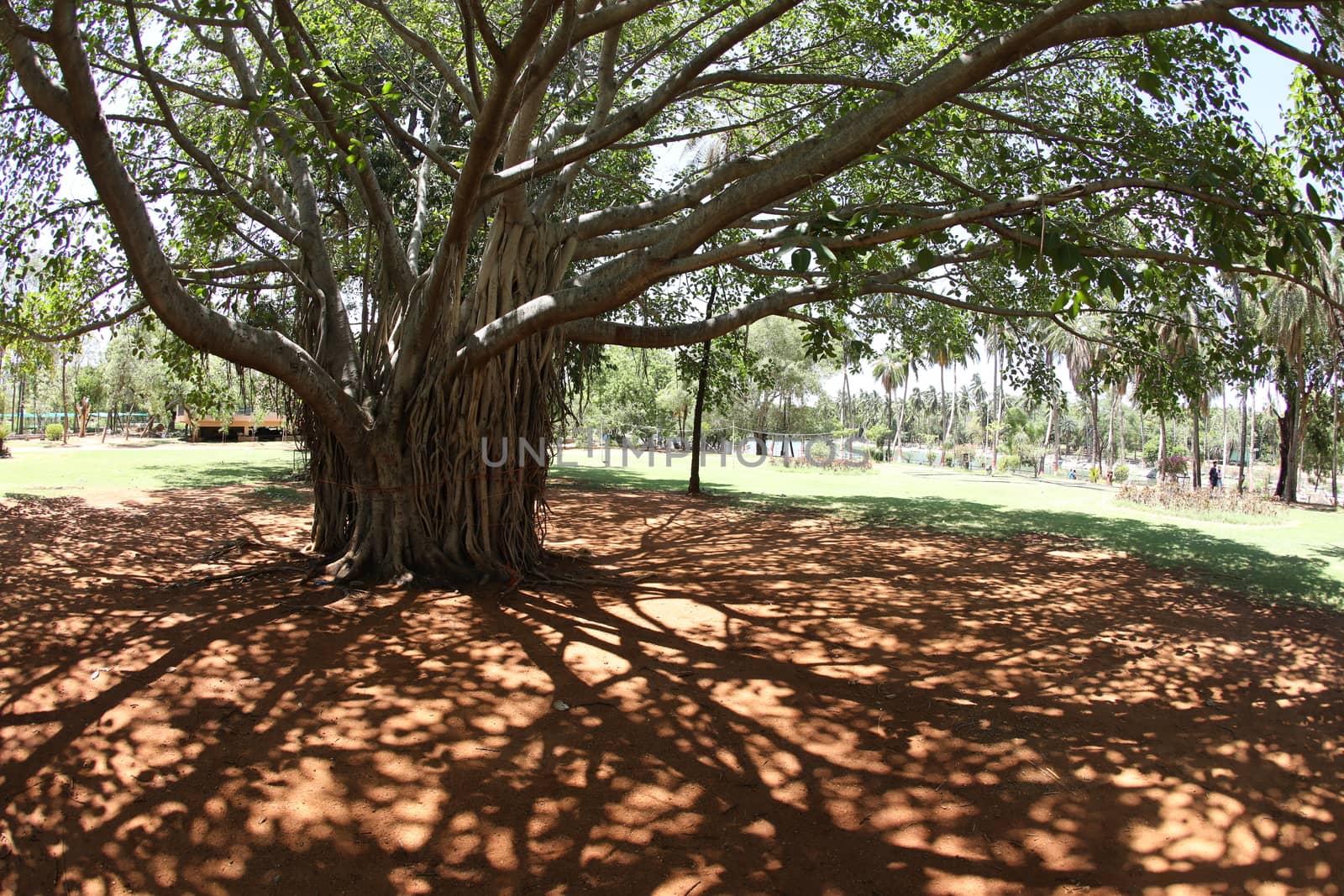 Huge tree Branches