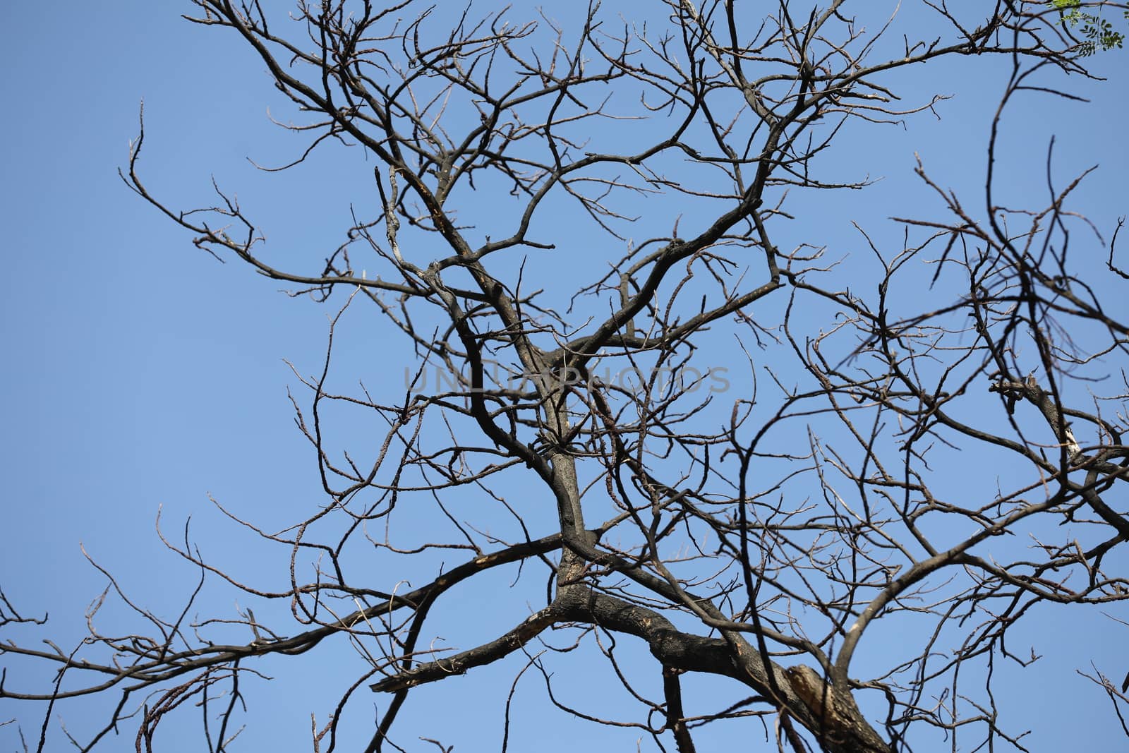Dry Tree Trunk Texture