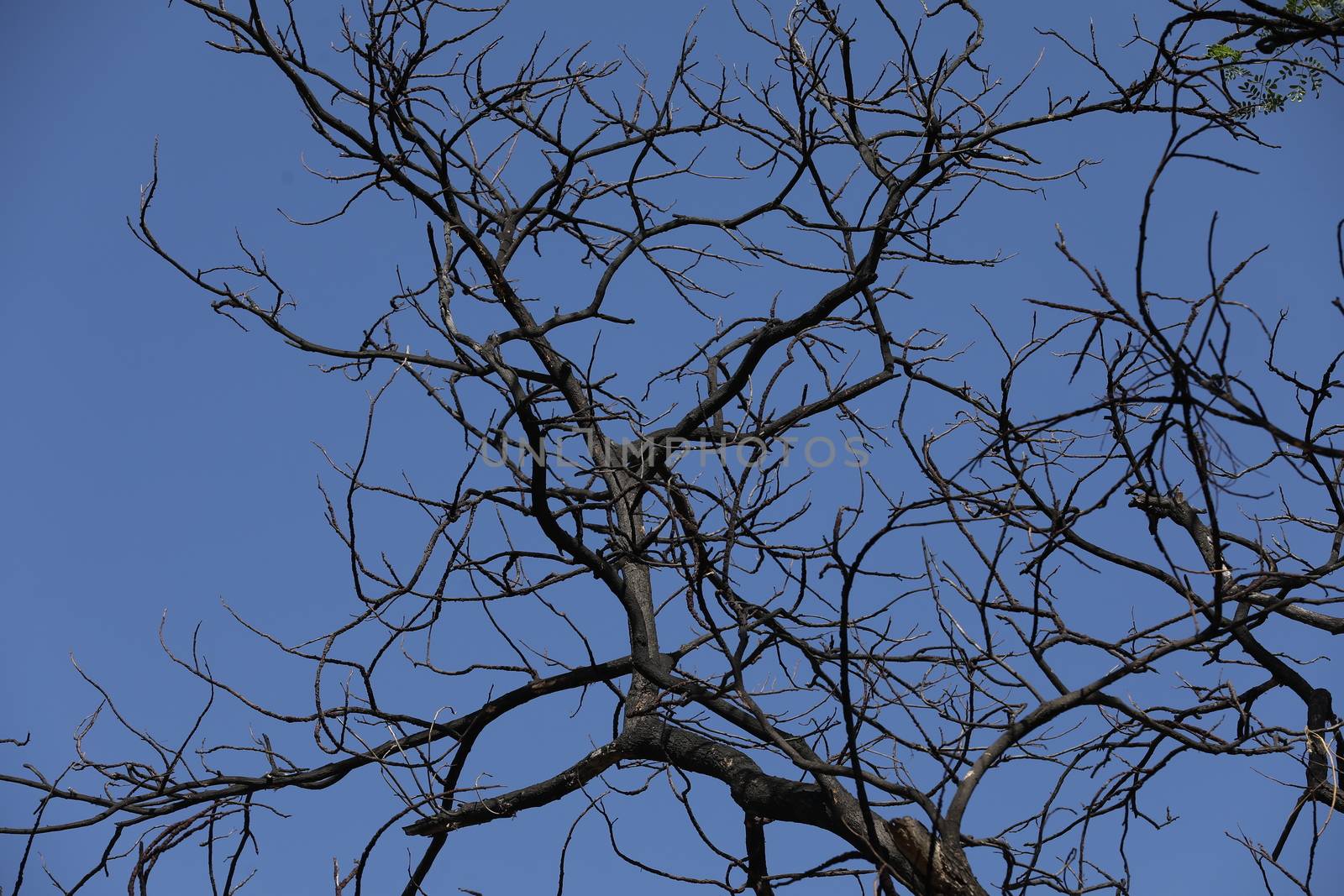 Dry Tree Trunk Texture