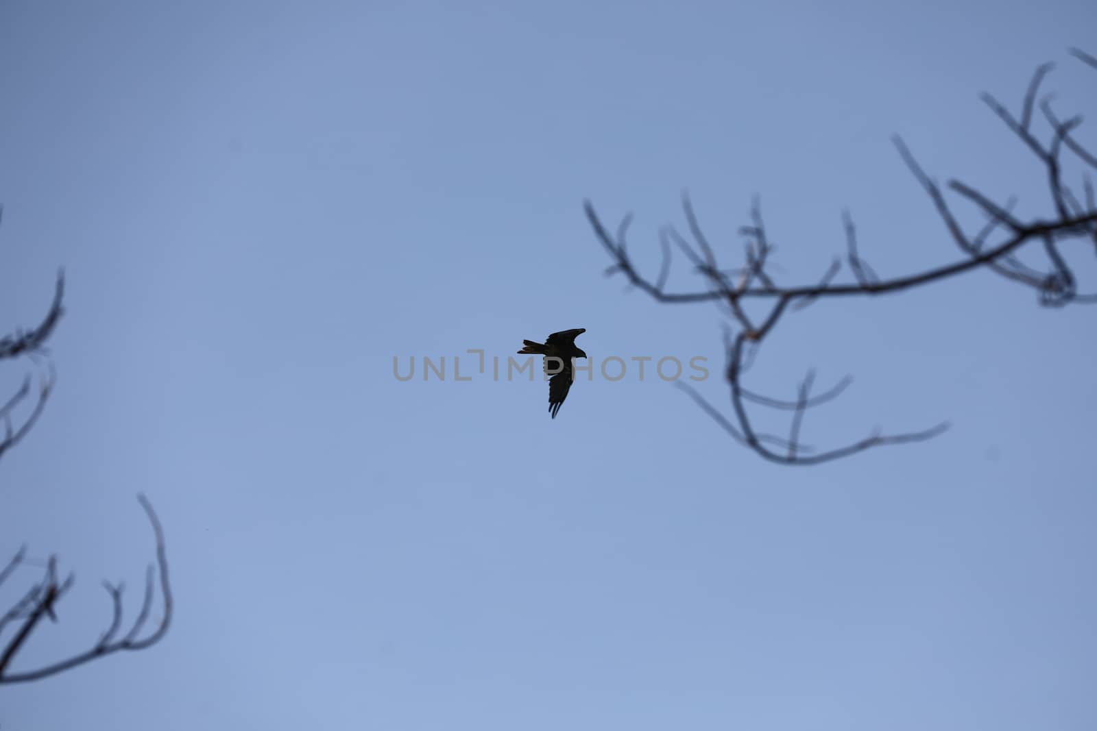 Bird Eagle Flying