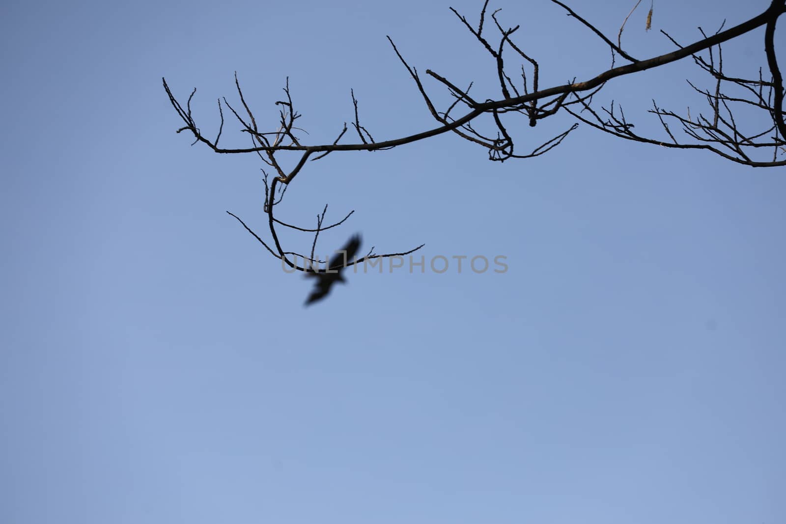 Bird Eagle Flying