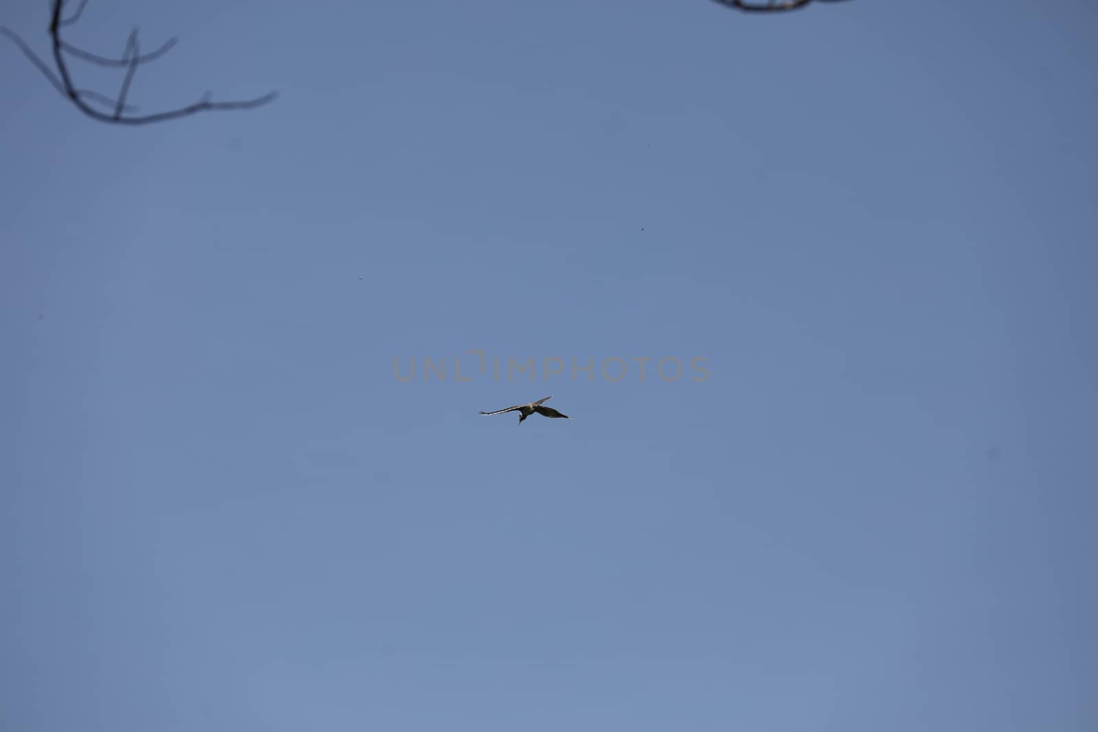 Bird Eagle Flying