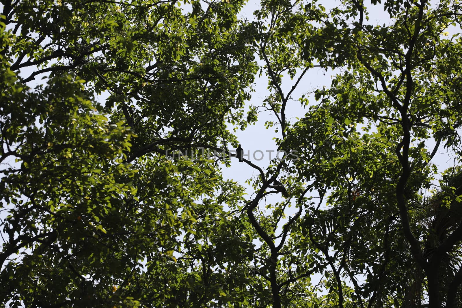 Bird on the tree in a Nature