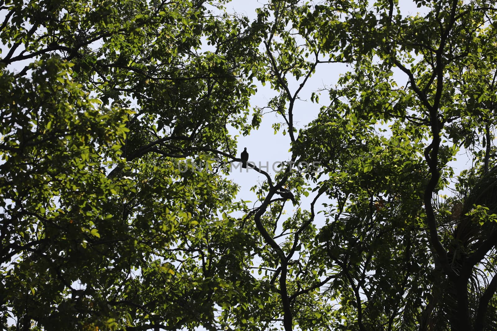 Bird on the tree in a Nature