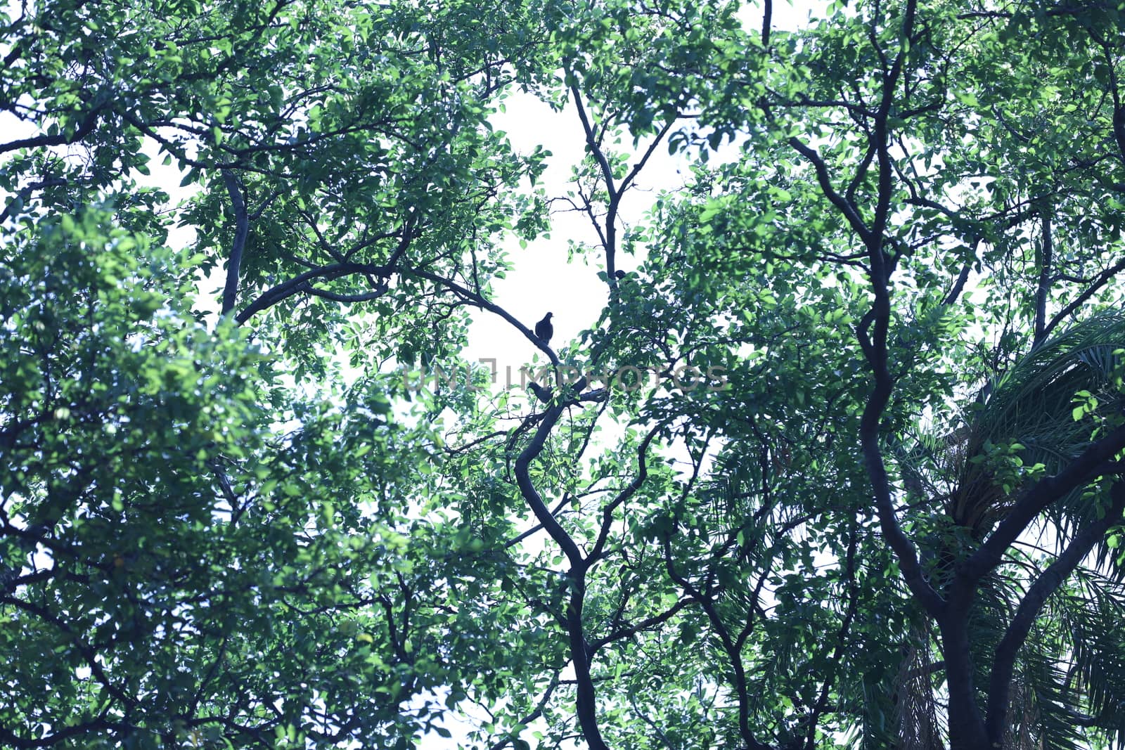 Bird on the tree in a Nature