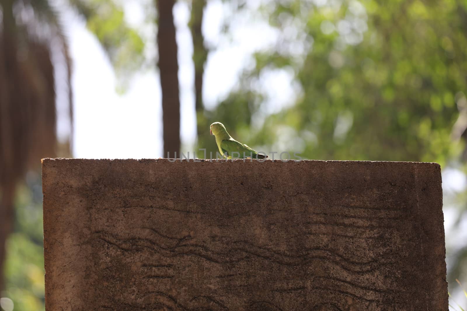 Bird on the wall