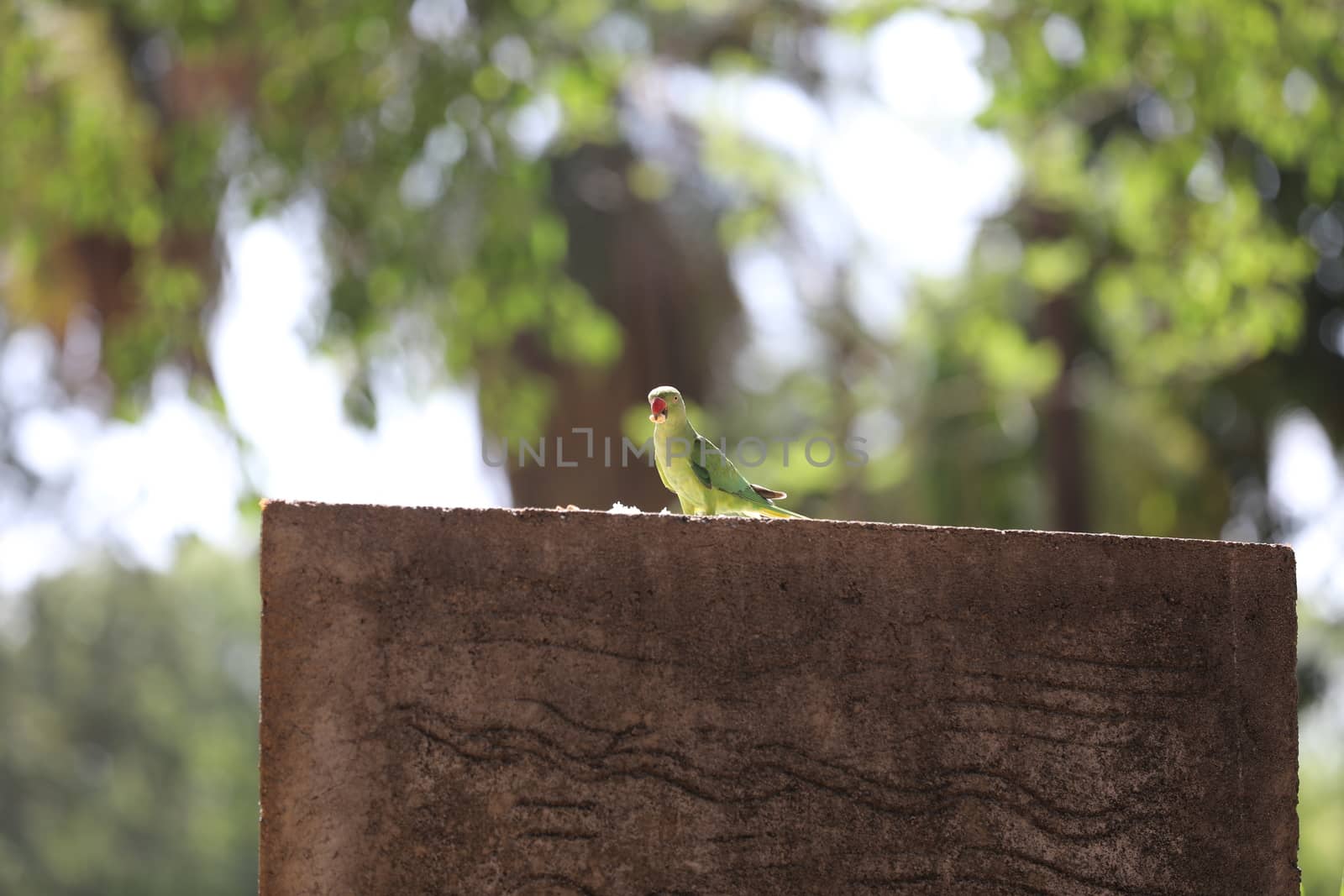 Bird on the wall