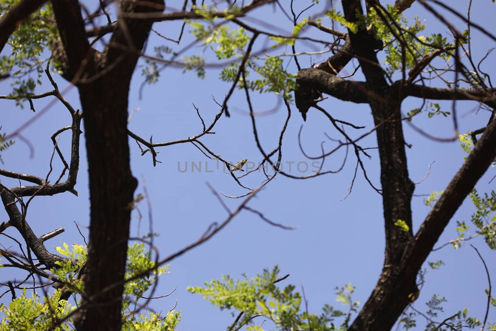 Dry Tree Trunk Texture
