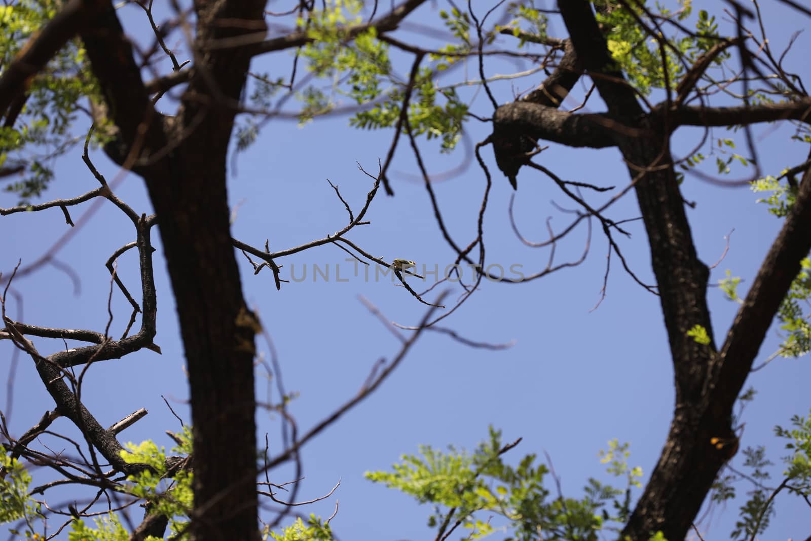Dry Tree Trunk Texture