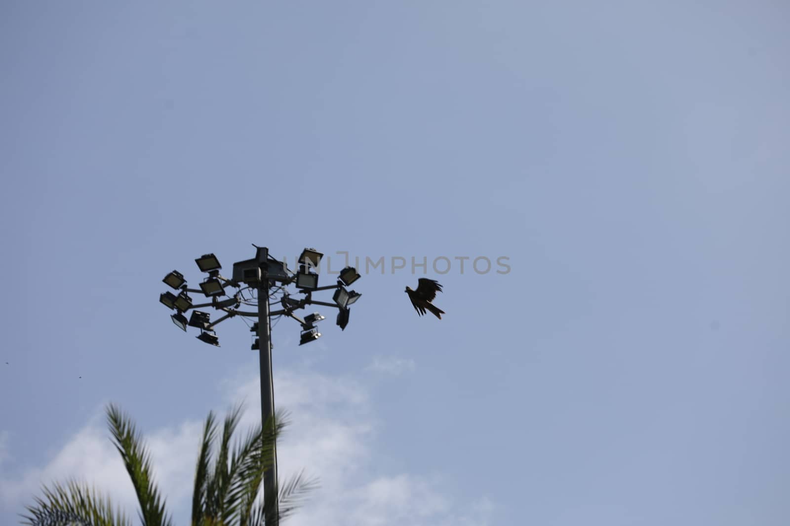 Bird Eagle Flying