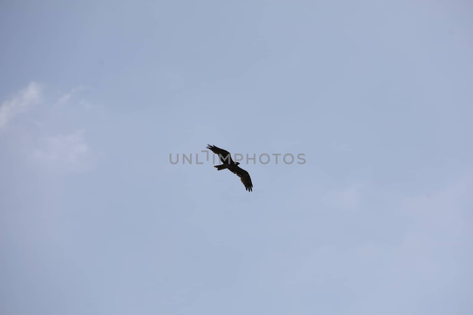 Bird Eagle Flying