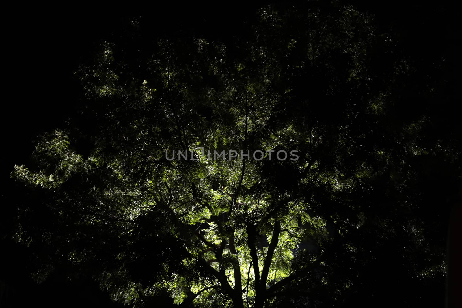 Night shot of tree by rajastills