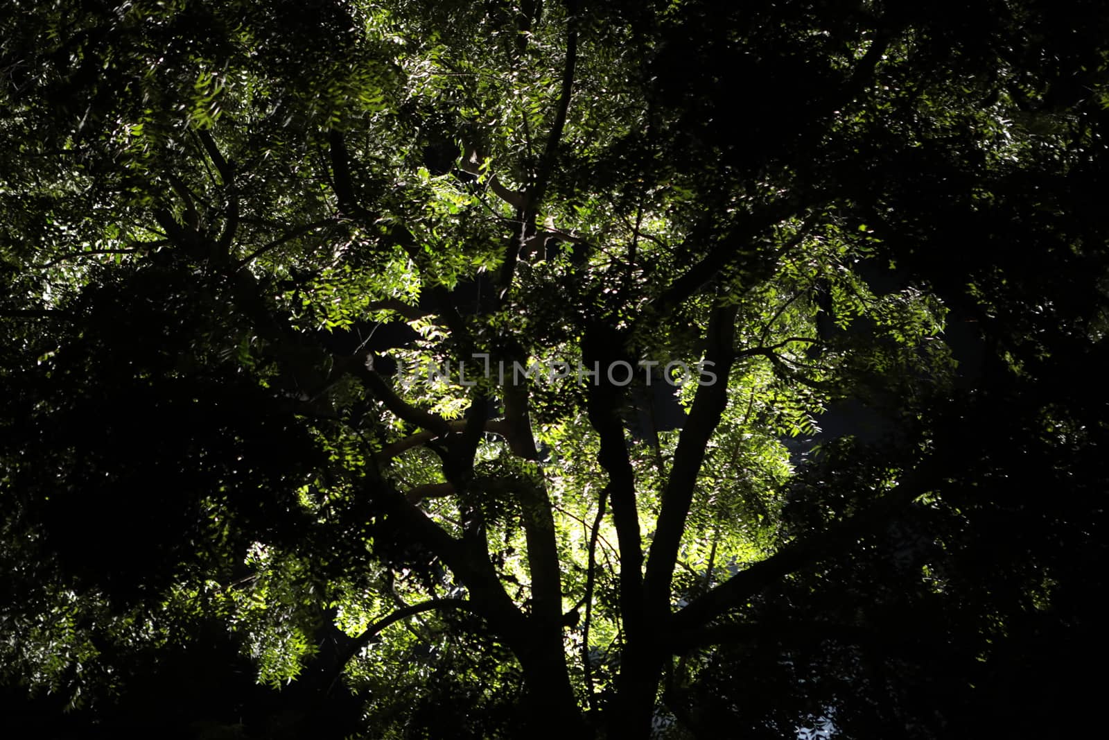 Night shot of tree by rajastills