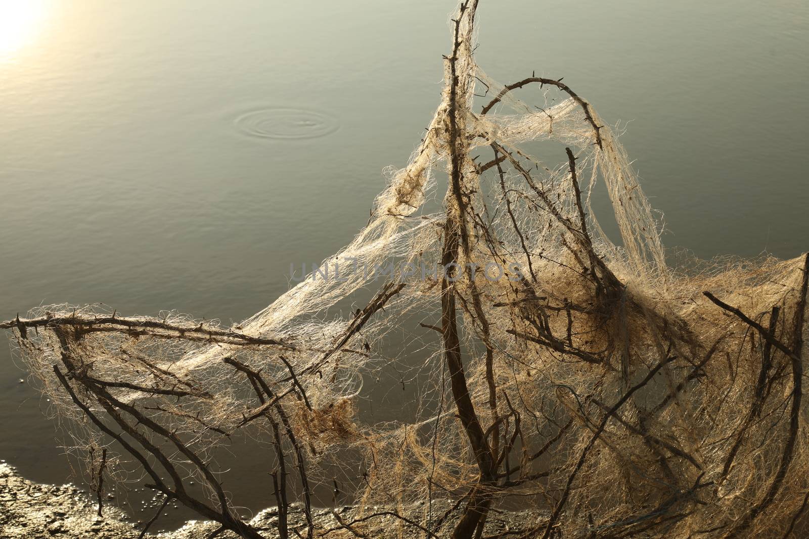 Scary Spider web