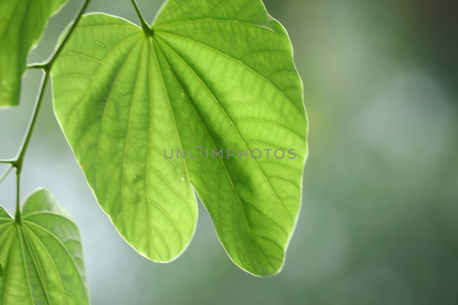 Macro shot of  Medicated Leaf