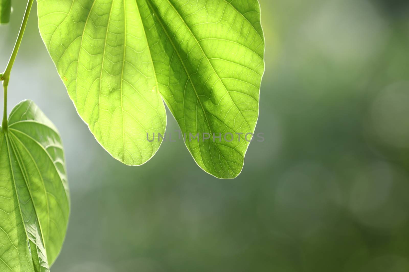Macro shot of  Medicated Leaf