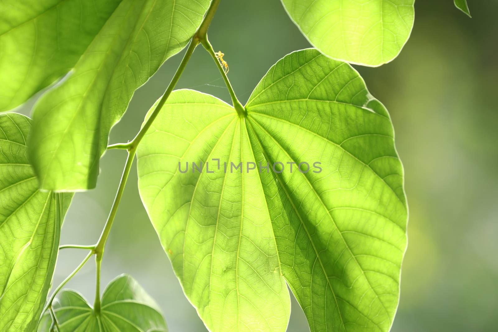 Macro shot of  Medicated Leaf