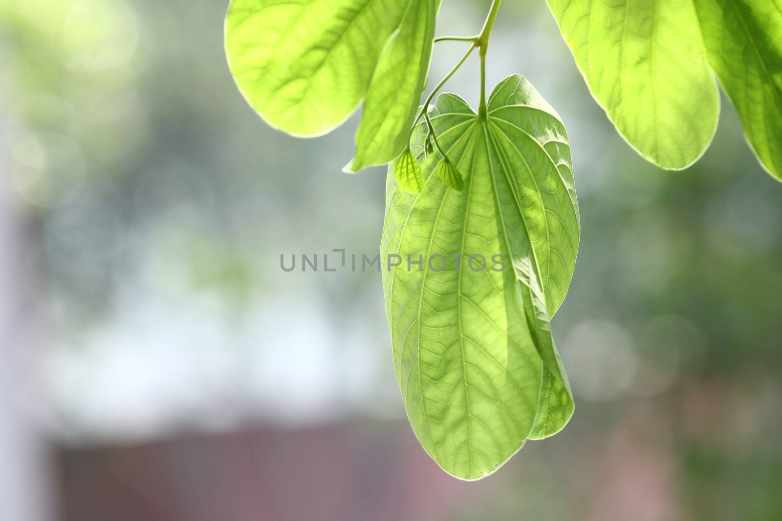 Macro shot of  Medicated Leaf