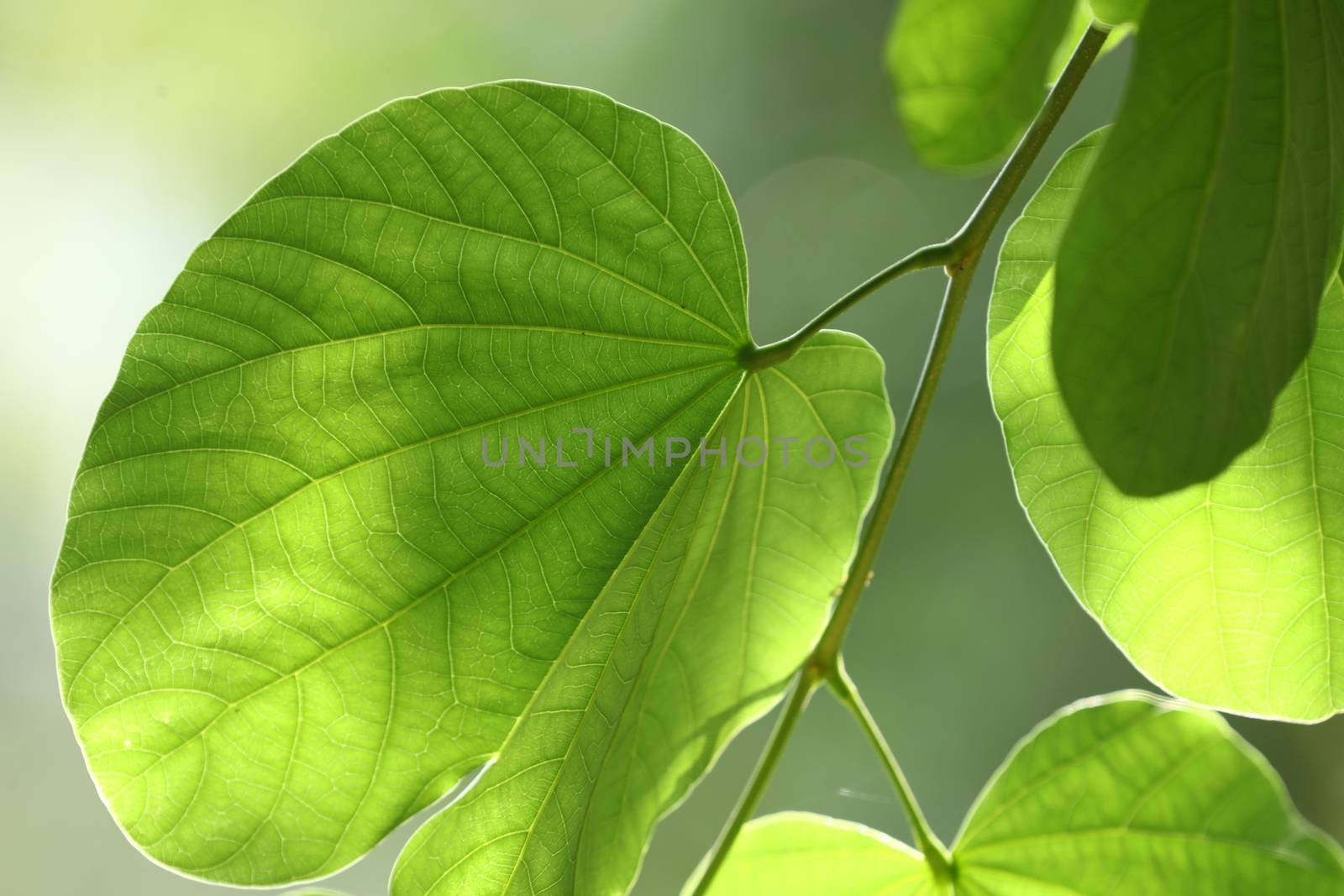 Macro shot of  Medicated Leaf
