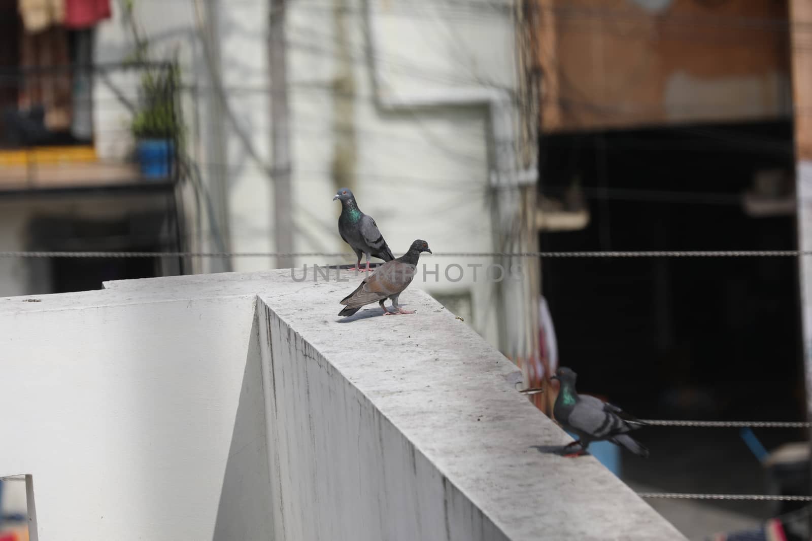 Close up of the Pigeon