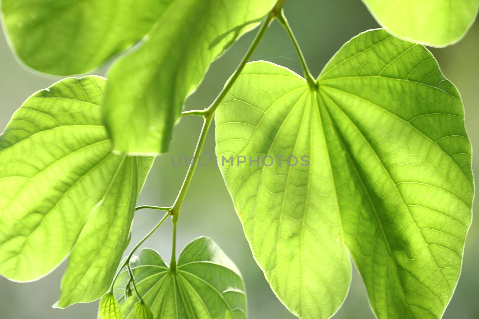 Macro shot of  Medicated Leaf